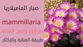 صبار ماميلاريا mammillaira وطرق العناية والاكثار [upl. by Filemon]