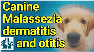 Canine Malassezia dermatitis and otitis [upl. by Nolyaw274]