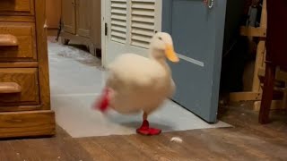 The Original Running Duck classic viral video [upl. by Atniuqal]