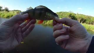 Ultralight BFS fishing for Perch  UK Canal lure fishing [upl. by Guzel]