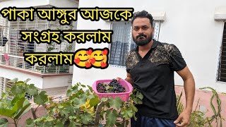 পাকা আঙুর গাছ থেকে সংগ্রহ করলামcollected my grapes [upl. by Mickey887]