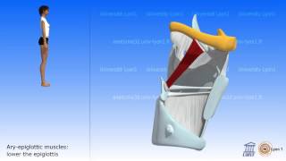 Role of the Muscles of the Larynx [upl. by Simonsen]