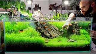 FASTEST Growing Aquarium Plant Takes Over [upl. by Cornie]