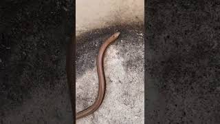 I found a slow worm very rare uk reptile [upl. by Leith]