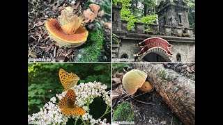 Pilze am 14072018  Netzstieliger Hexenröhrling amp Hexenbutter im Freizeitpark Ruhpolding [upl. by Ahsinrev]