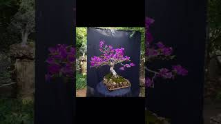 begonvil bonsai [upl. by Hiltner]