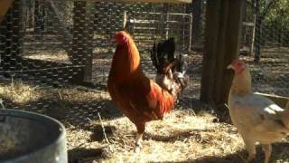 Pumpkin Hulsey Gamefowl Rooster [upl. by Daveta467]