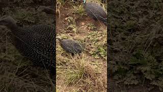 Guinea fowl spotted africanbirds birds 2024 [upl. by Lorne]