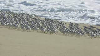 Sanderlings running back and forth with the waves  Half Moon Bay State Beach [upl. by Mode]