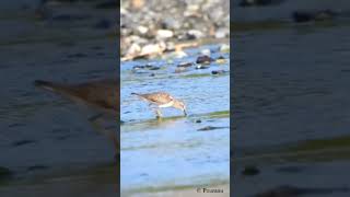 Temmincks Stint Calidris temminckii subscribe wildlife migratorybird bagichaibulbuli [upl. by Rovelli34]