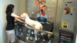 Murphy at the Dog Washmov [upl. by Ssej]