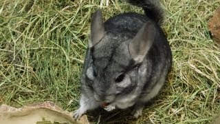 Adorable LongTailed Chinchillas Eat Carrots at the San Diego Zoo Safari Park [upl. by Hetty]