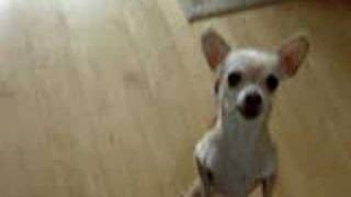 Rashida Chihuahua Dancing [upl. by Nitin]