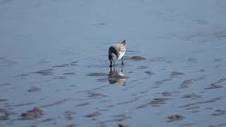 Spoonbilled Sandpiper 琵嘴鷸 20240113 Hsinchu Taiwan 新竹香山 [upl. by Morrell]