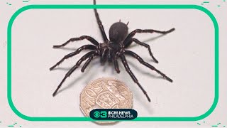 Australian reptile park gets new funnelweb spider [upl. by Akinar76]