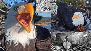 Jackie 🦅 amp Shadow 🦅 Love❤️Chortles Pancaking Beaky Kisses Juvenile Bald Eagles Visits amp Fiona🐿️ [upl. by Ynohtnanhoj]