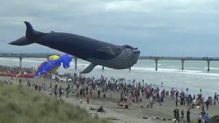 Huge whale kite [upl. by Ayotak]