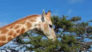 Giraffe feeding on Acacia Tree  Filmed by Greg Morgan [upl. by Yrellih]