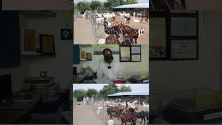 MALWA GOAT FARM MalwagoatfarmDatoda shorts [upl. by Friedland]