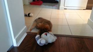 12 Pomeranian 12 Shih Tzu Mix  Cute Puppy Playing With New Toy [upl. by Adonis]