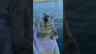 Scrawled Cowfish Anna Maria Island City Pier Fishing TheDeterminedFisherman [upl. by Pirozzo499]