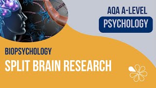 Split Brain Research  Biopsychology  ALevel Psychology [upl. by Teodor981]