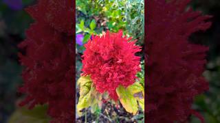 Amaranthus amaranthus flowers flower red [upl. by Zavras]