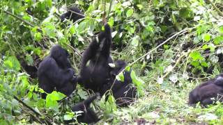 Mountain Gorilla Cirque du Soleil [upl. by Enneibaf]