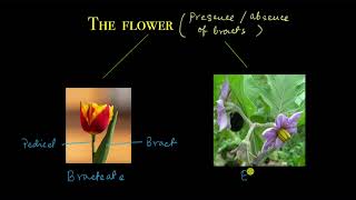 The flower  Morphology of flowering plants  Biology  Khan Academy [upl. by Rehpetsirhc]