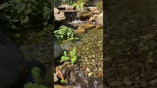 Waterfall amp Hidden Wetland Filter [upl. by Assirok568]