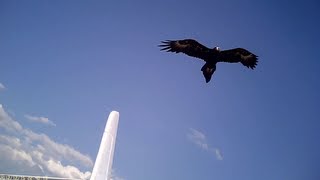 Wedge Tailed Eagles ATTACK Parkzone Radian Glider Aerobatics Filmed with 16 808 camera [upl. by Rice]