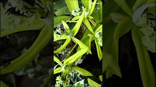 Pesona Anggrek Ceologen Pandurata orchidforest beautiful garden nature [upl. by Torey]