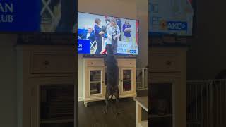 My incredible Mastiff mix puppy… Loves to watch tv [upl. by Joashus]