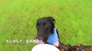 ラブラドールレトリーバーの子犬のぐーちゃんの練習動画です。生後283日目。今日は小雨の降るなか、JFAのディスクでキャッチ練習です！ちょっと反抗期かな？できるはずなのに、ちゃんと手渡ししてくれない💦💦 [upl. by Verine]