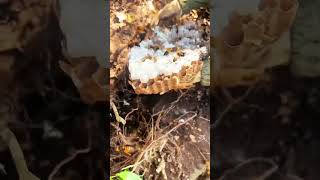 bee beekeeper shortvideo satisfying shorts fyp [upl. by Denton]