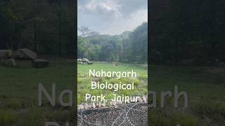 Nahargarh Biological park  Jaipur First mini vlog 🐆🐆 first vlog zoo jaipur [upl. by Atahs]