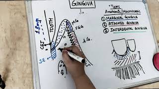 gingiva anatomy  part 1 Carranza [upl. by Jehius]