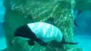 Aquatica Orlando Sea World Black and White Dolphins [upl. by Tyson]