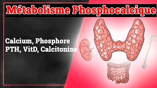 Métabolisme Phosphocalcique  Endocrinologie Medicale [upl. by Landes232]