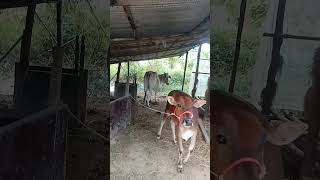 Cows and calves eating straw cow buffallo pig hen duck dog cat dove chicken fish babytaod [upl. by Natanhoj]