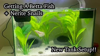 Getting A New Betta Fish amp Nerite Snails  New Tank Setup  SarahMeiPets [upl. by Uziel]