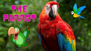 Animals for Kids  The Parrot  Exploring the World of Colorful Parrots  video for kids to learn [upl. by Rochemont49]