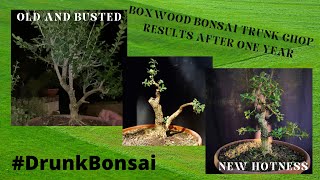 Styling a Boxwood Bonsai One Year After a Trunk Chop S01 E05 [upl. by Annayehc686]