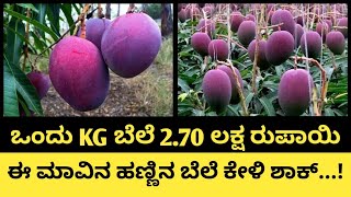 Miyazaki mango explained in kannada  ಅತಿ ಹೆಚ್ಚು ಬಲೆಬಾಳುವ ಮಿಯಾಝ್ಹಕಿ ಮಾವಿನ ತಳಿಯ ಮಾಹಿತಿ [upl. by Charlet948]