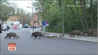 Wildschweine entern die Hauptstadt Berlin [upl. by Arikihs]