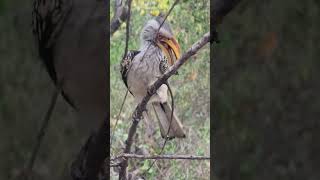 Southern Yellowbilled Hornbills beak cleaning ritual in Kruger Park wildlife krugerpark bride [upl. by Noiro]