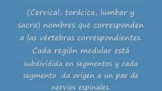 medula espinal Anfis4wmv [upl. by Yssirk]