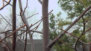 Pruning Young Trees [upl. by Meunier642]