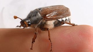 Large cockchafer beetle climbs on my fingers [upl. by Curry]