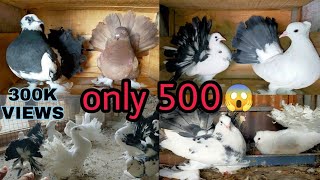 Indian fantail pigeon for salelakkha kabutar for saleand breeding😍 setup show [upl. by Ahsemot697]